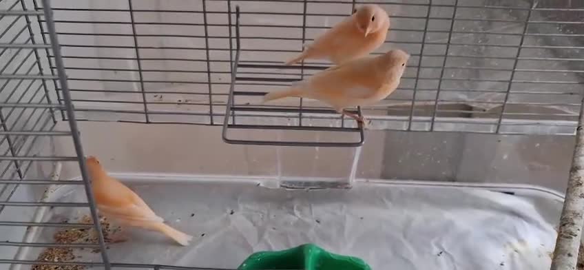 Canaries birds for sale: 3 young canaries hatched on 24.02.26 - Video 3