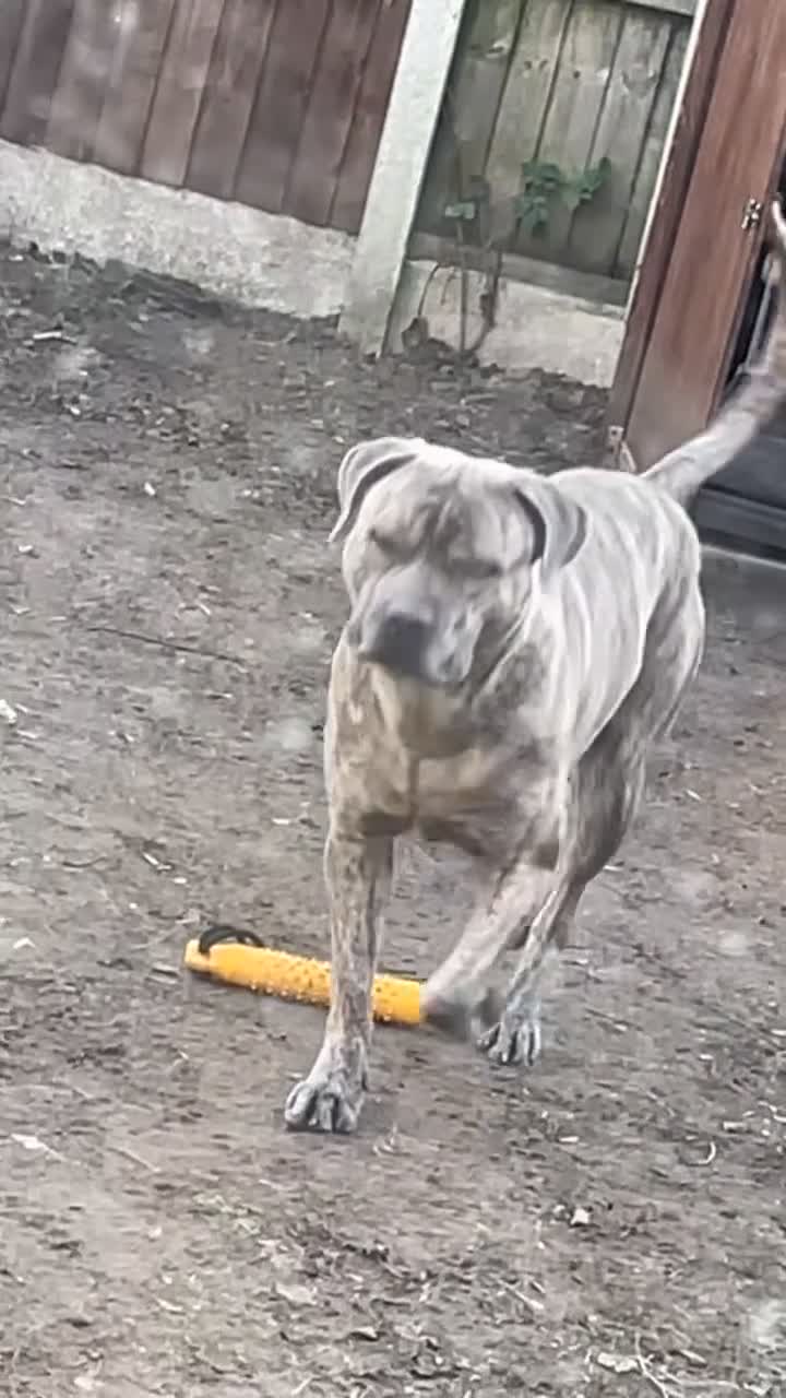 Cane Corso dogs for stud: Reverse Brindle Cane Corso Stud - Video 5