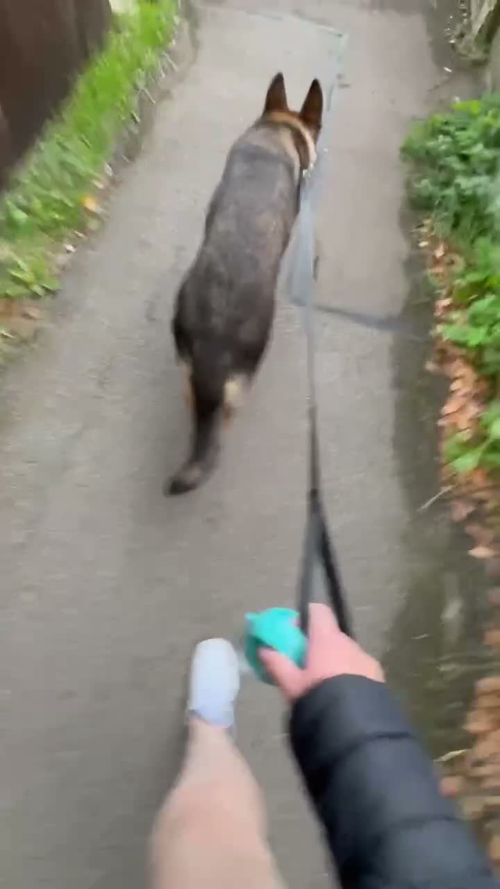 German Shepherd dogs for stud: Reno for stud in Leicester - Video 1