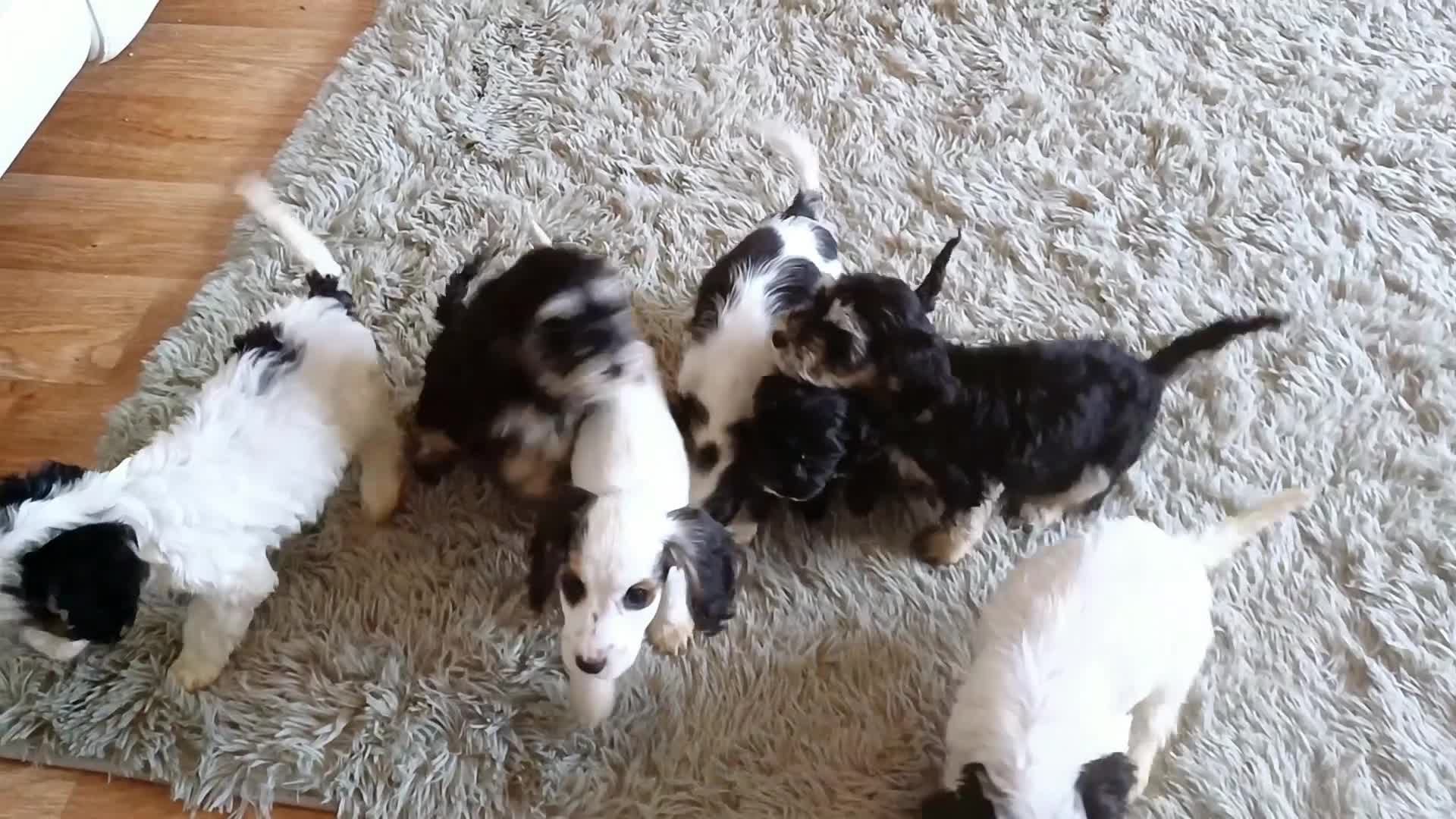 Cockapoo dogs for sale: COCKAPOOS F1b ready to go - Video 2