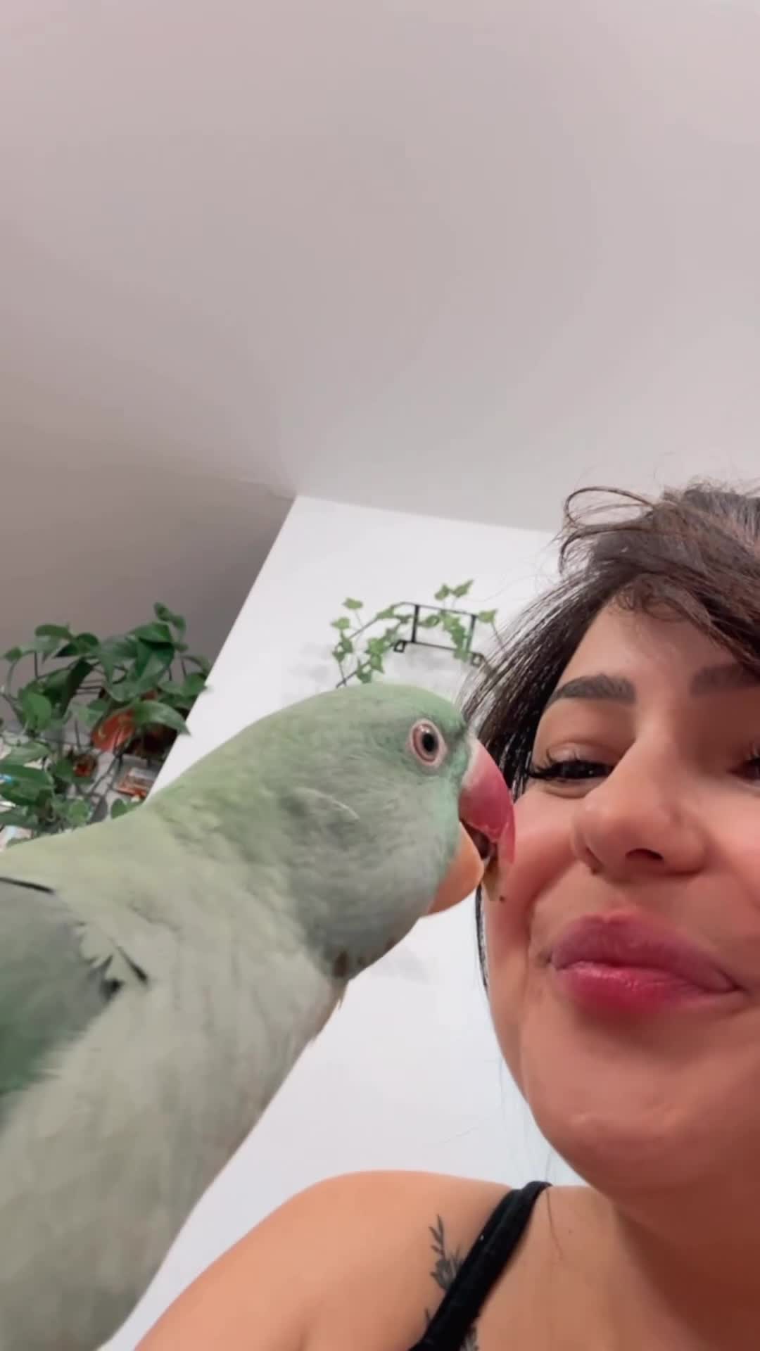 Parakeets birds for sale: DNA Certified Alexandrine Male Baby - Video 2