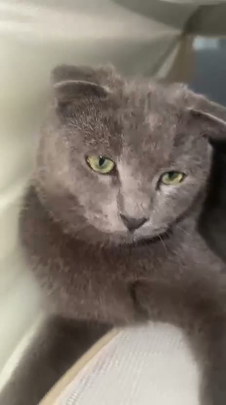 Scottish Fold cats for sale: ✨Kitten looking for forever home ✨ - Video 1