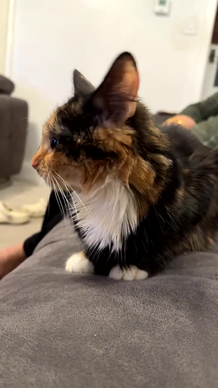 Mixed Breed cats for sale: Adult cat for sale  - Video 1