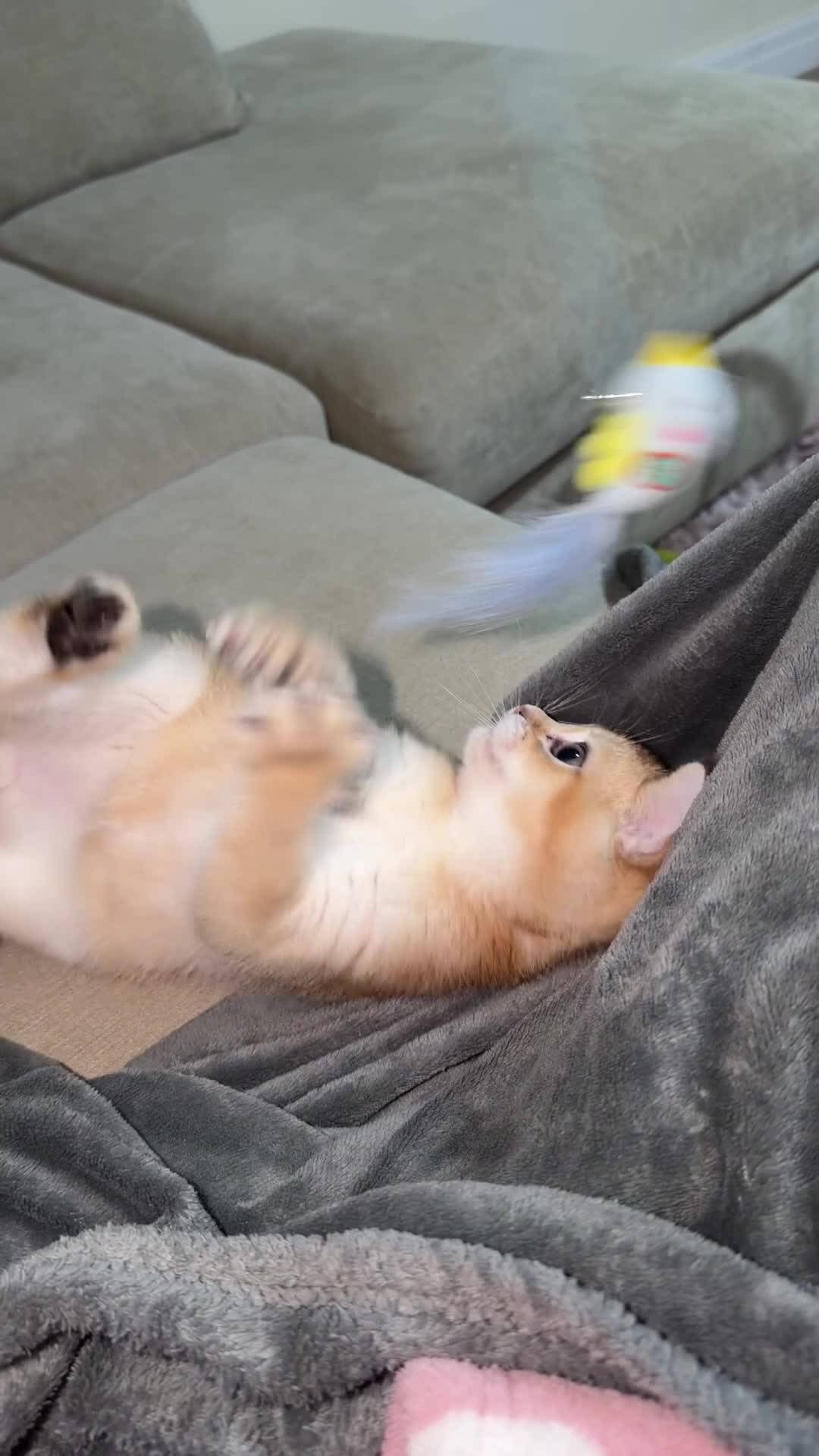 Scottish Fold cats for sale: My Scottish Straight Kitten 🐾 in Manchester - Video 1