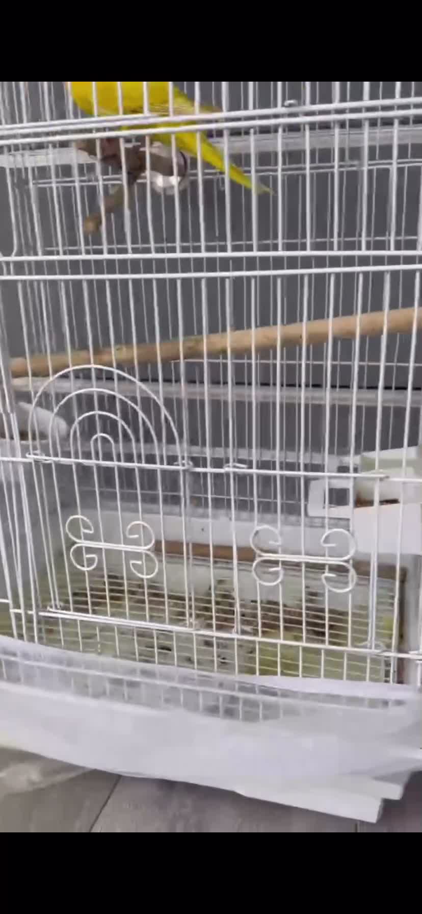 Mixed Breed birds for sale: Kakariki Birds for Sale – 1 Boy & 1 Girl 🐦🐦   - Video 3