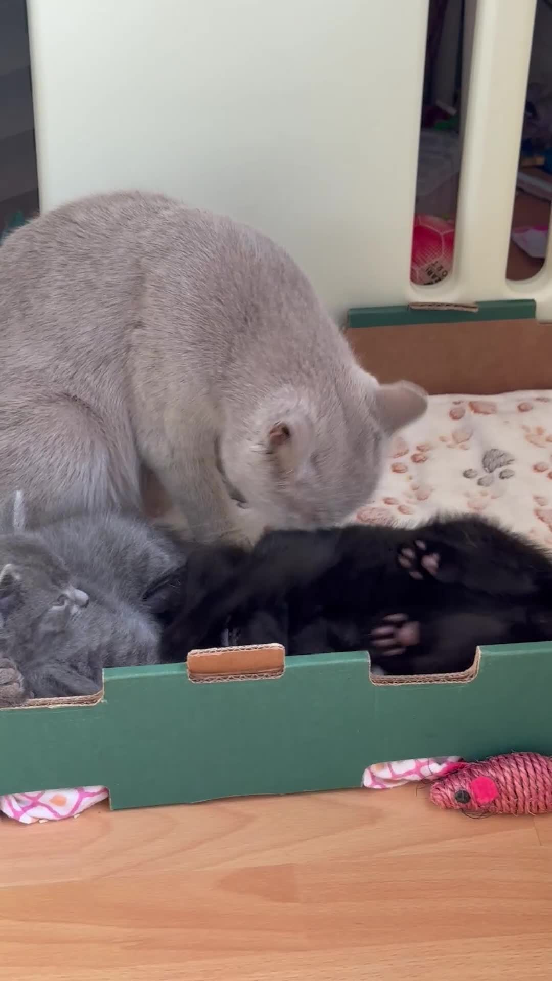 British Shorthair cats for sale: Adorable British Shorthair kittens - Blue & Choco - Video 4