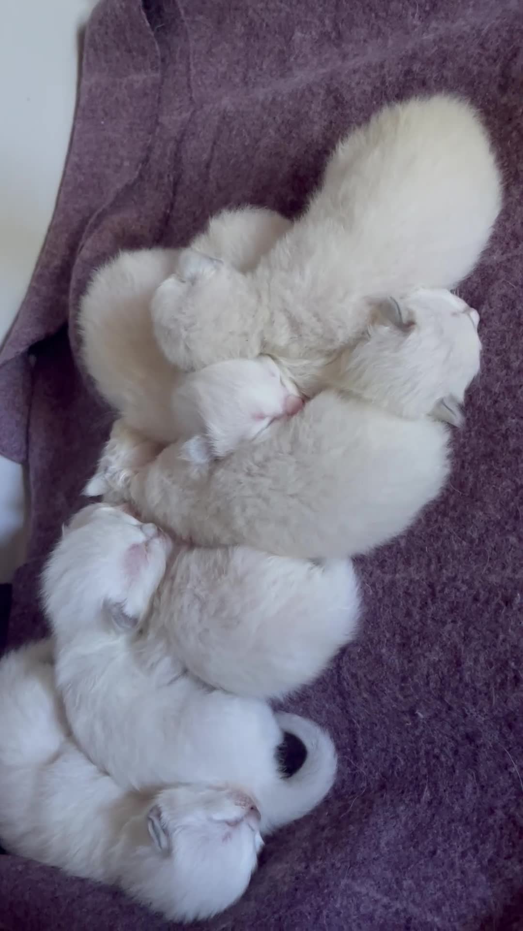 Ragdoll cats for sale: Ragdoll kittens GCCF - Video 1