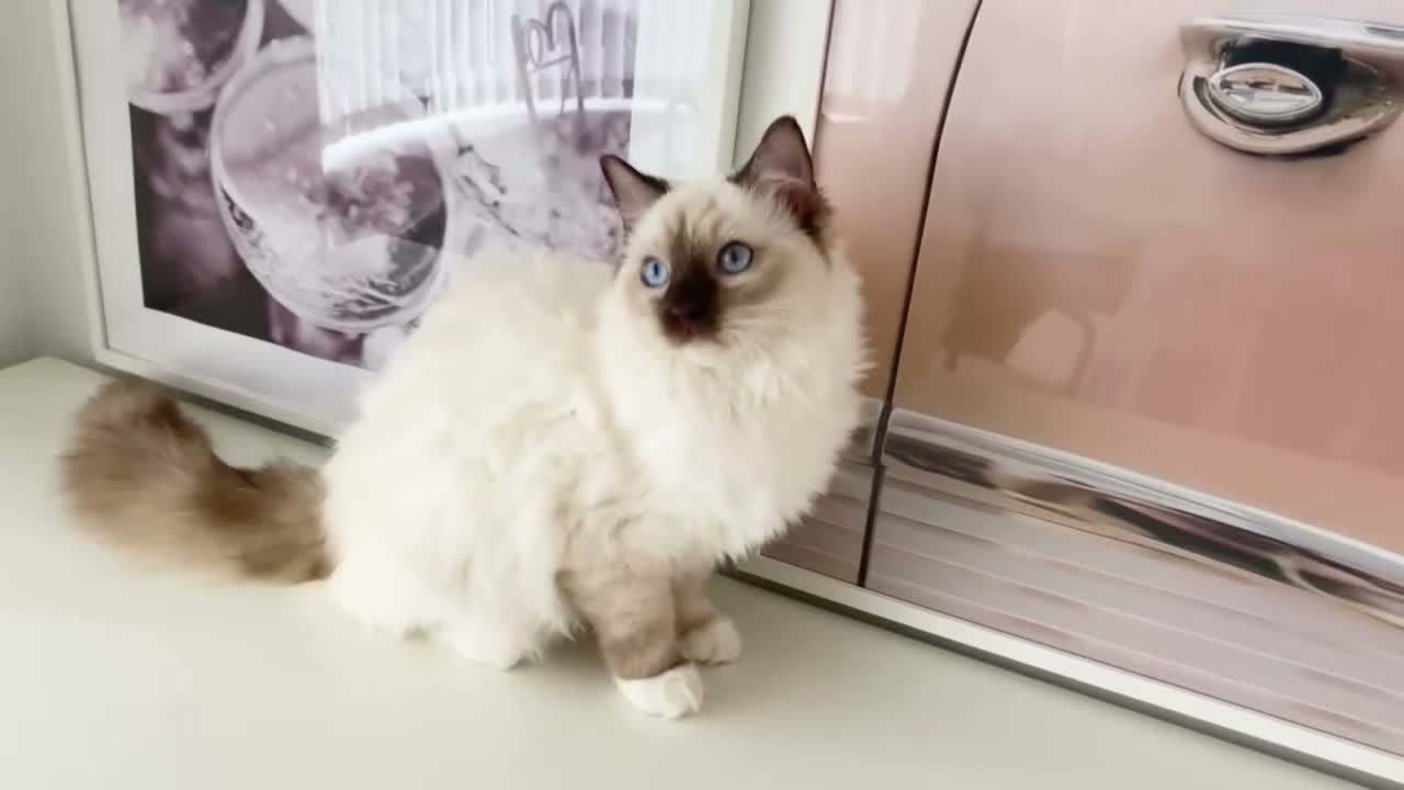 Ragdoll cats for sale: GCCF ACTIVE (FOR BREEDING) SEAL POINT MITTED GIRL - Video 3