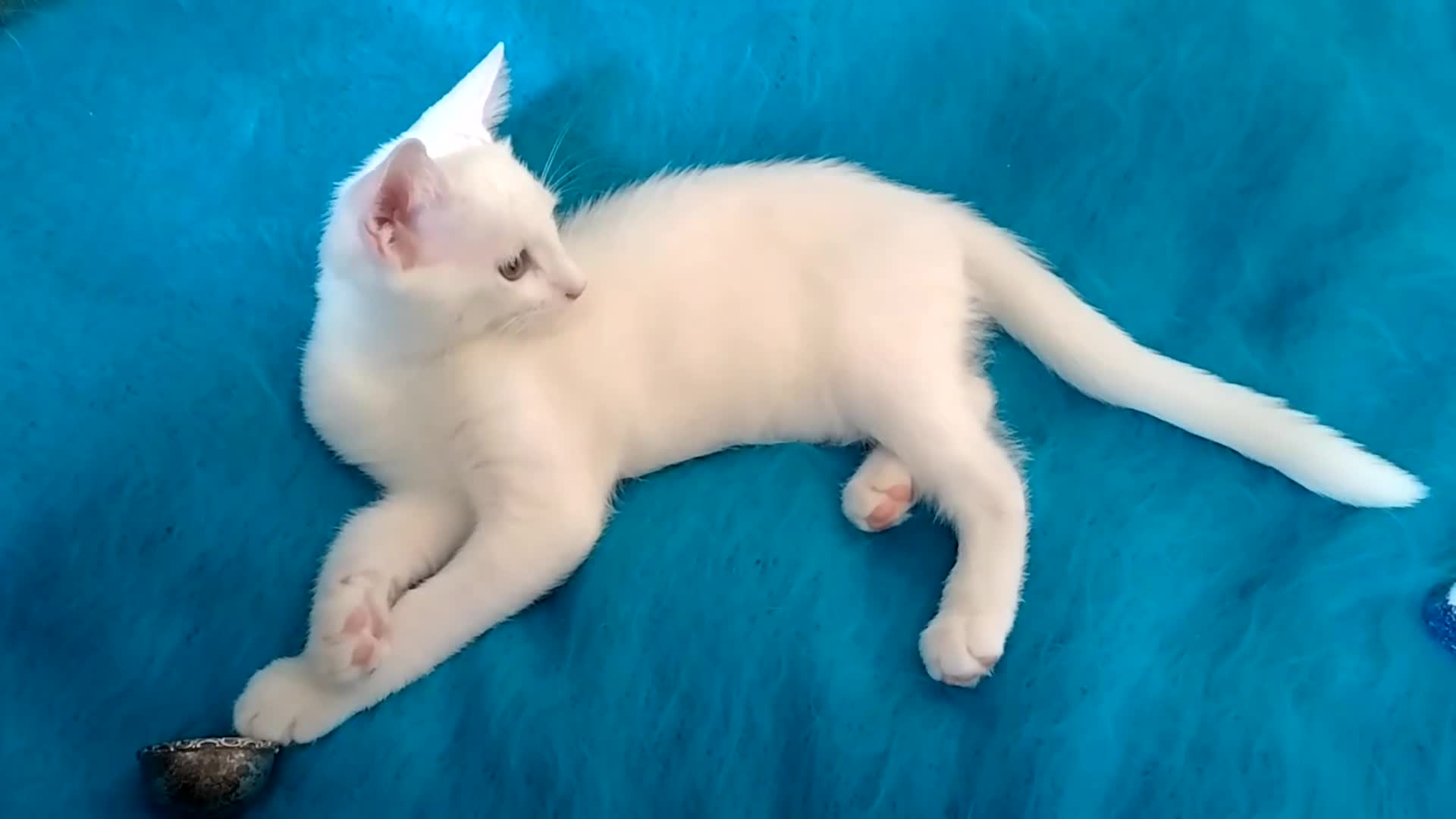 Mixed Breed cats for sale: Turkish Angora mix kittens - Video 1