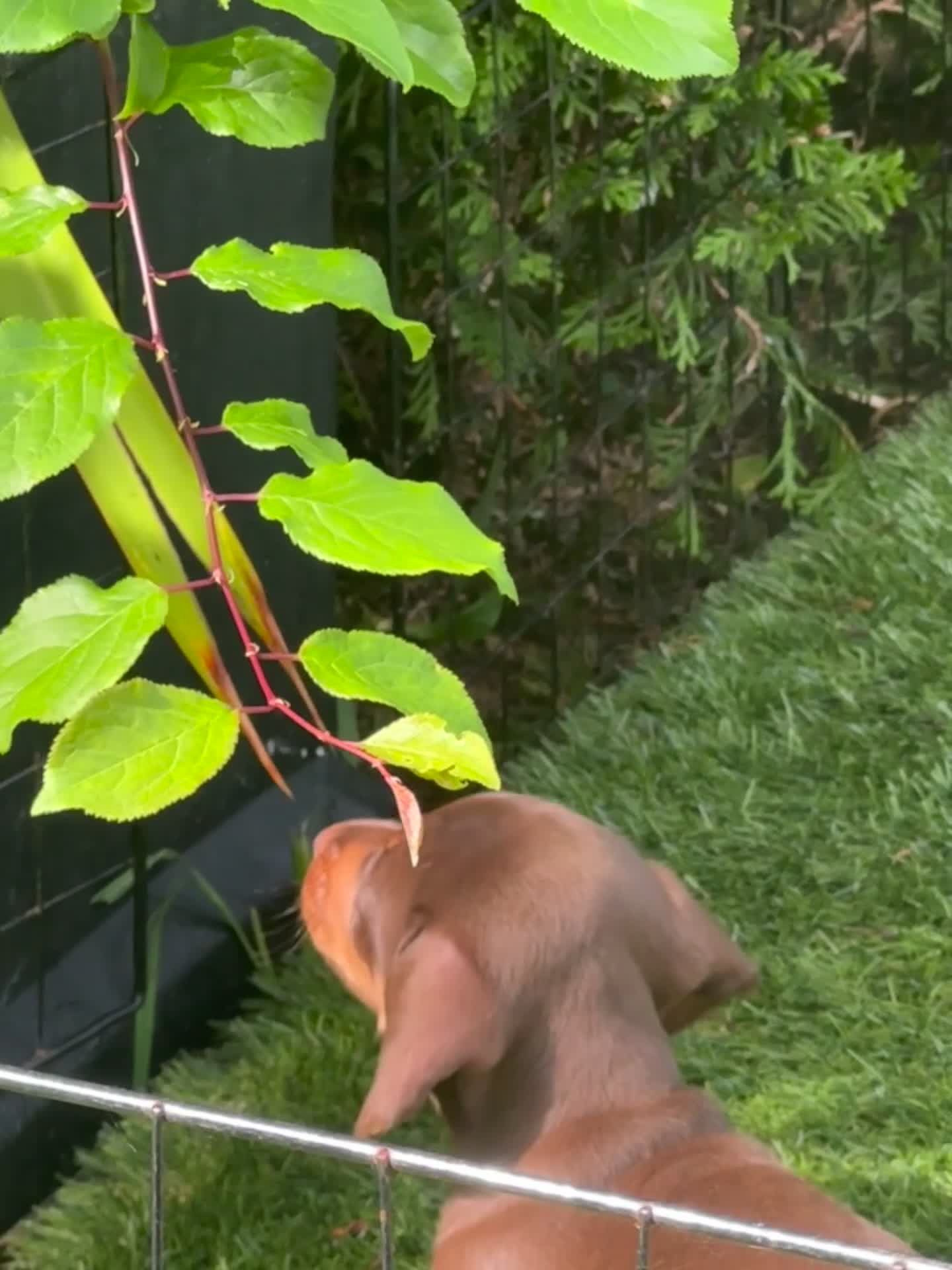Miniature Dachshund dogs for sale: REDUCED KC REG Short Hair Miniature Dachshund Pups - Video 3