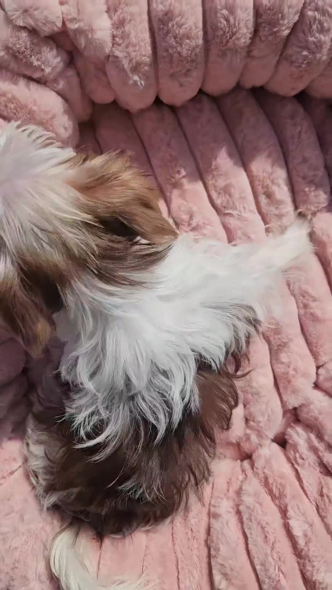 Yorkshire Terrier dogs for sale: DNA tested parents - Yorkie puppies  - Video 2