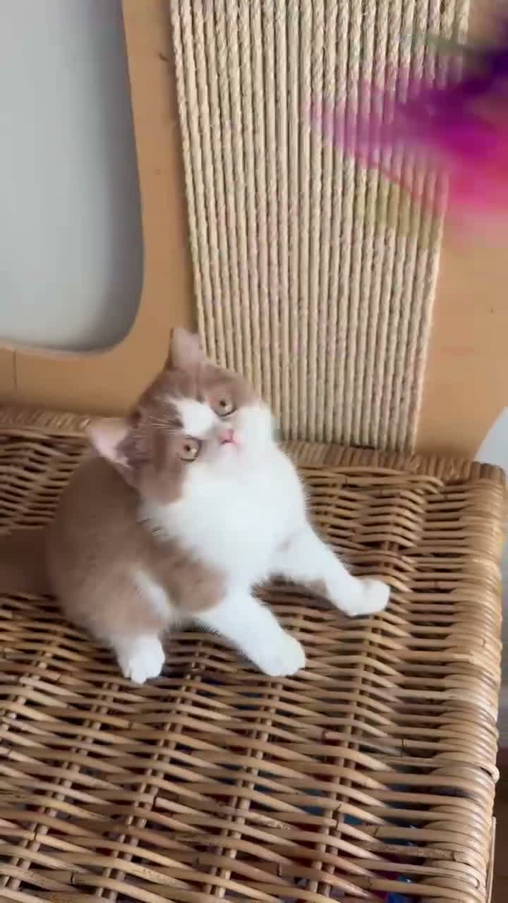 British Shorthair cats for sale: Stunning line BSH and BLH sisters  - Video 3