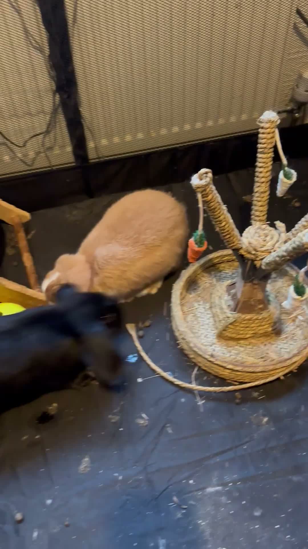 Mini Lop rabbits for sale: Mini Lop / Mini Plush Babies - one left - Video 1