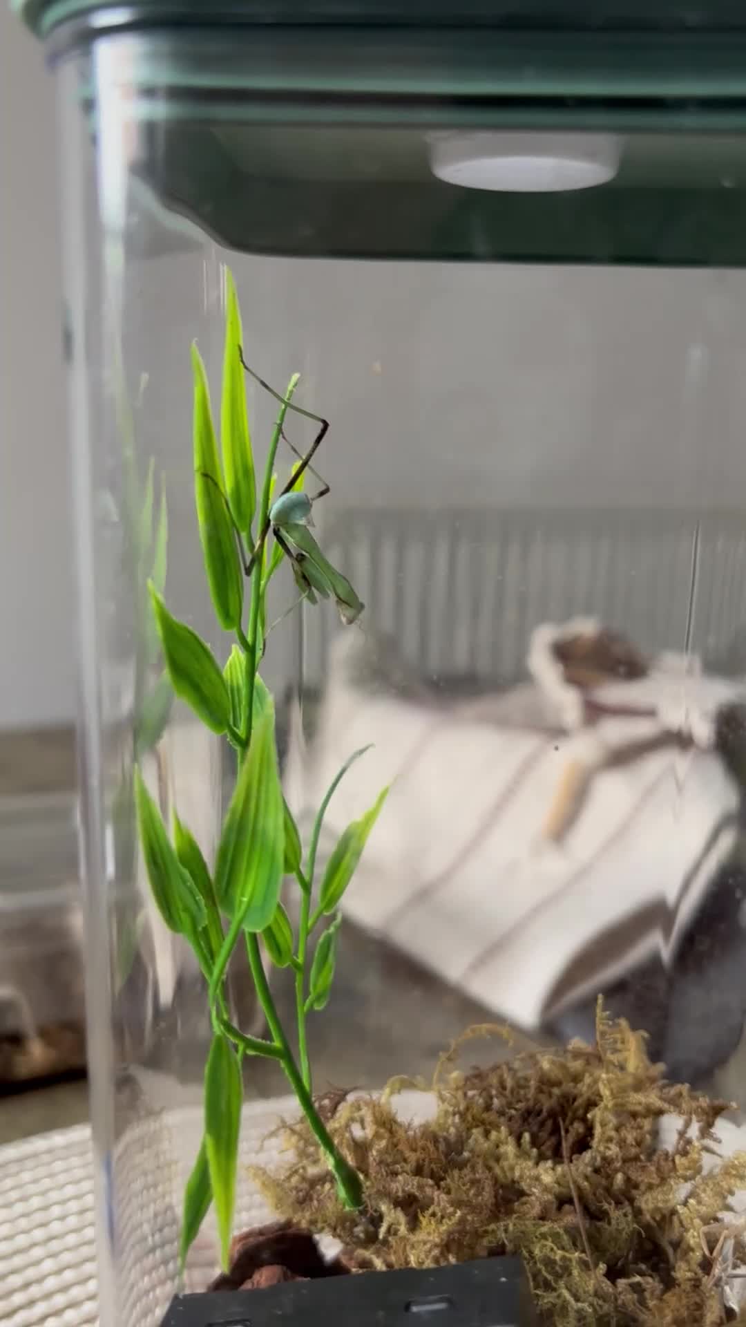 Praying Mantis invertebrates for sale: Praying Mantis - 5 different breeds in Stafford - Video 4