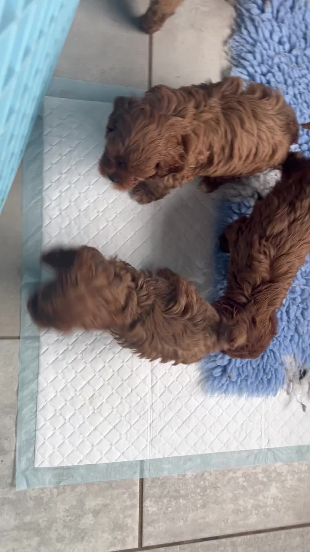 Cavapoo dogs for sale: Gorgeous cavapoo puppies available 🐾 - Video 1