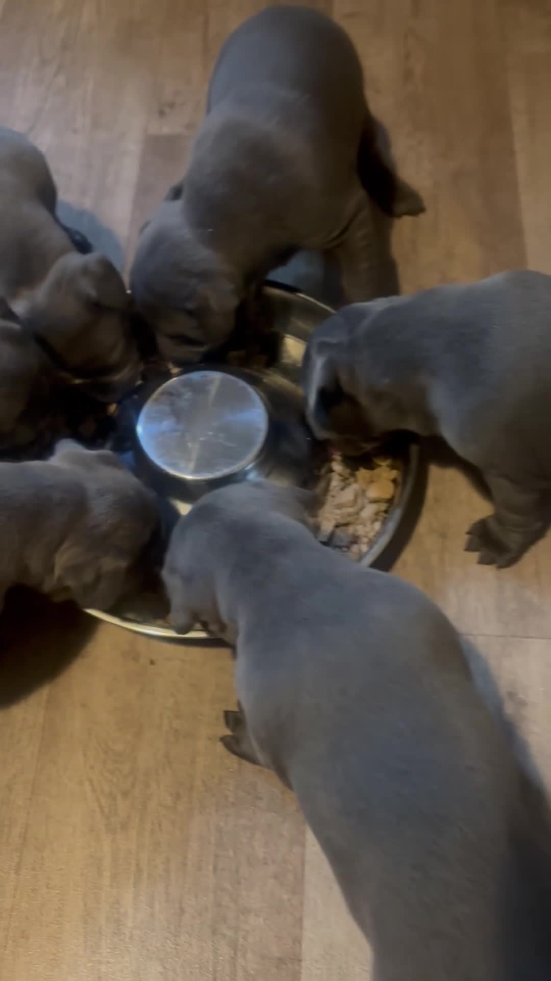 Staffordshire Bull Terrier dogs for sale: Staffordshire Bull Terrier pups - Video 2