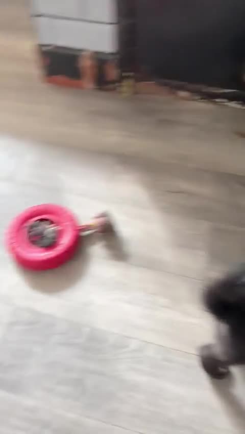 German Shepherd dogs for sale: German shepherd puppies for sale  - Video 3