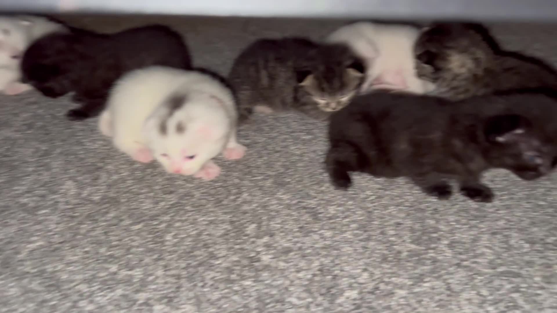 British Shorthair cats for sale: 8x beautiful British short haired kittens  - Video 1