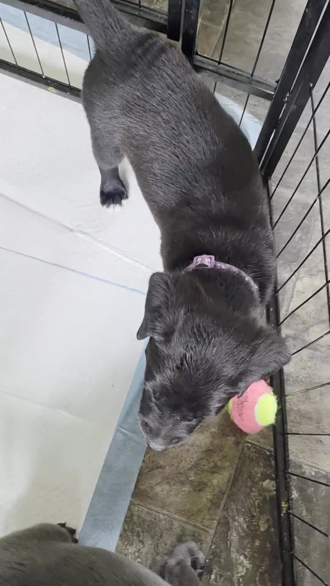 Mixed Breed dogs for sale: Adorable puppies for sale!  - Video 1