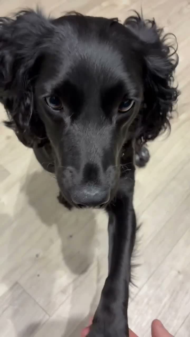 Cockapoo dogs for sale: The Gorgeous Nellie 🐕‍🦺 in Bury Saint Edmunds - Video 1