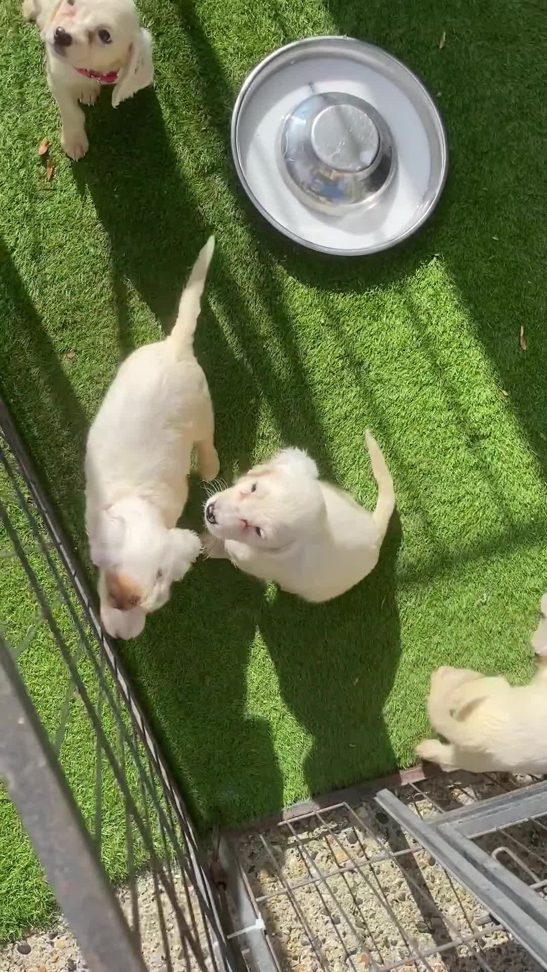 Cocker Spaniel dogs for sale: Cocker spaniel puppies  - Video 1