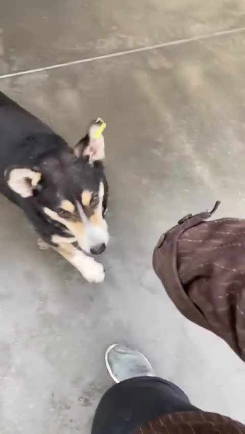 Mixed Breed dogs for adoption: Sybil, Approx 7 years. Reserved STC. - Video 3