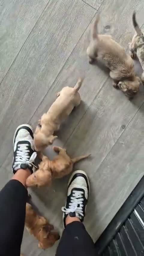 Miniature Dachshund dogs for sale: Last 3 beautiful puppy’s from a litter of 6  - Video 1