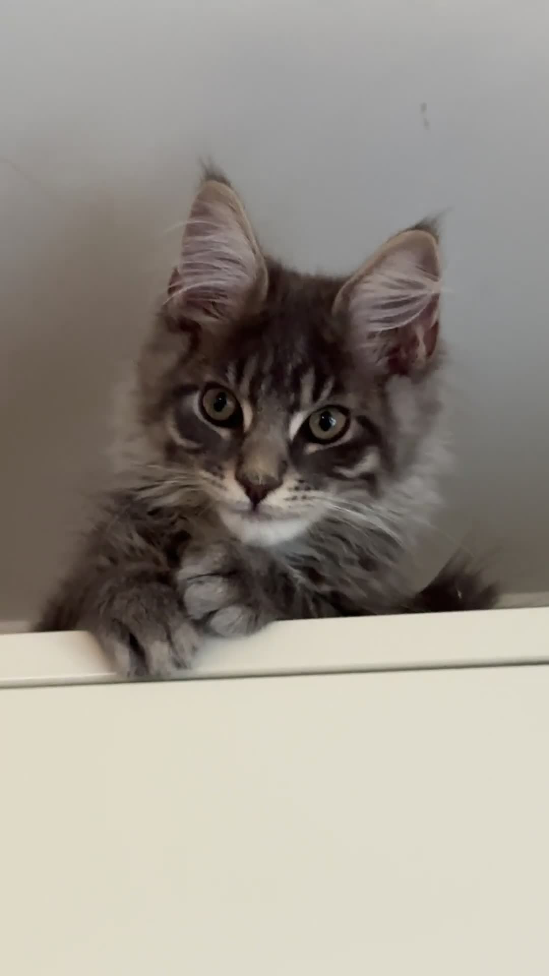 Maine Coon cats for sale: Beautiful XXL Maine Coon Boy 3 Months Old  - Video 1
