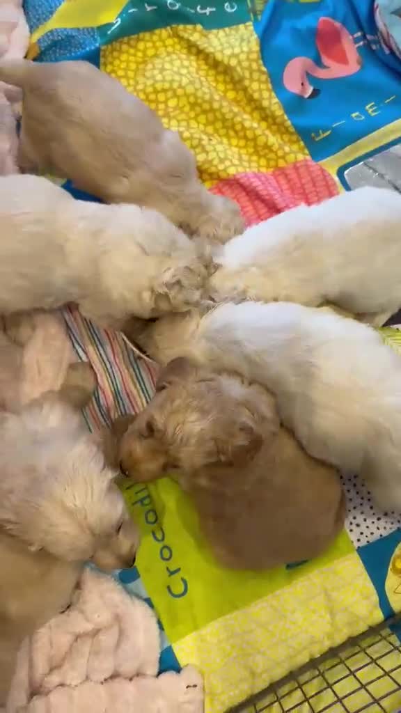 Goldendoodle dogs for sale: STUNNING GOLDEN DOODLES in Glasgow - Video 1