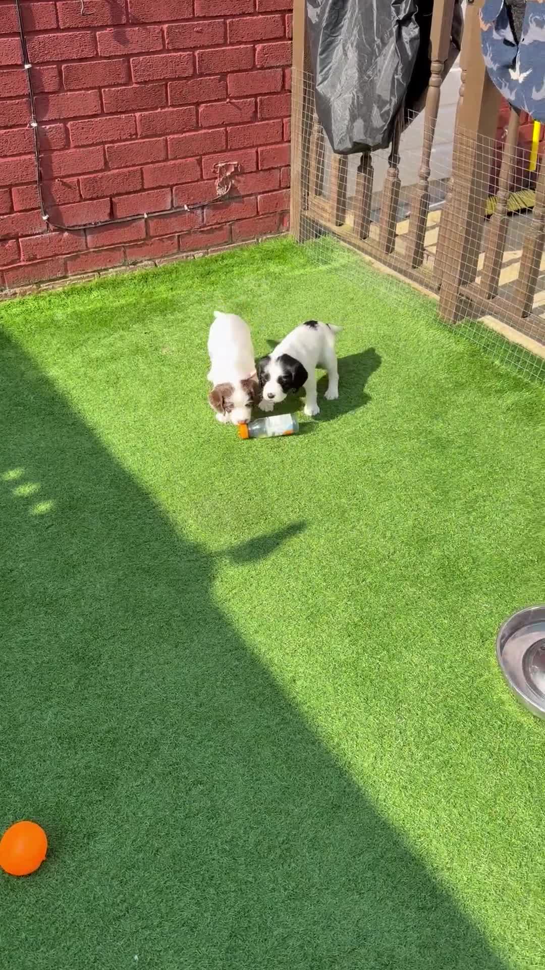 English Springer Spaniel dogs for sale: English springer spanial - Video 1