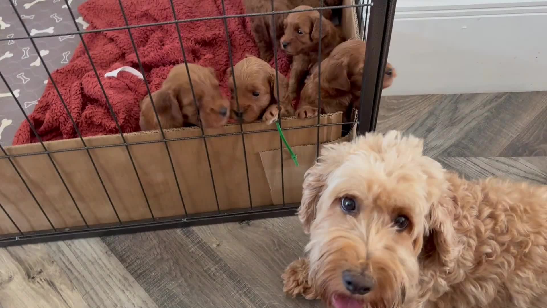 Cockapoo dogs for sale: F1B miniature cockapoo puppies. - Video 1