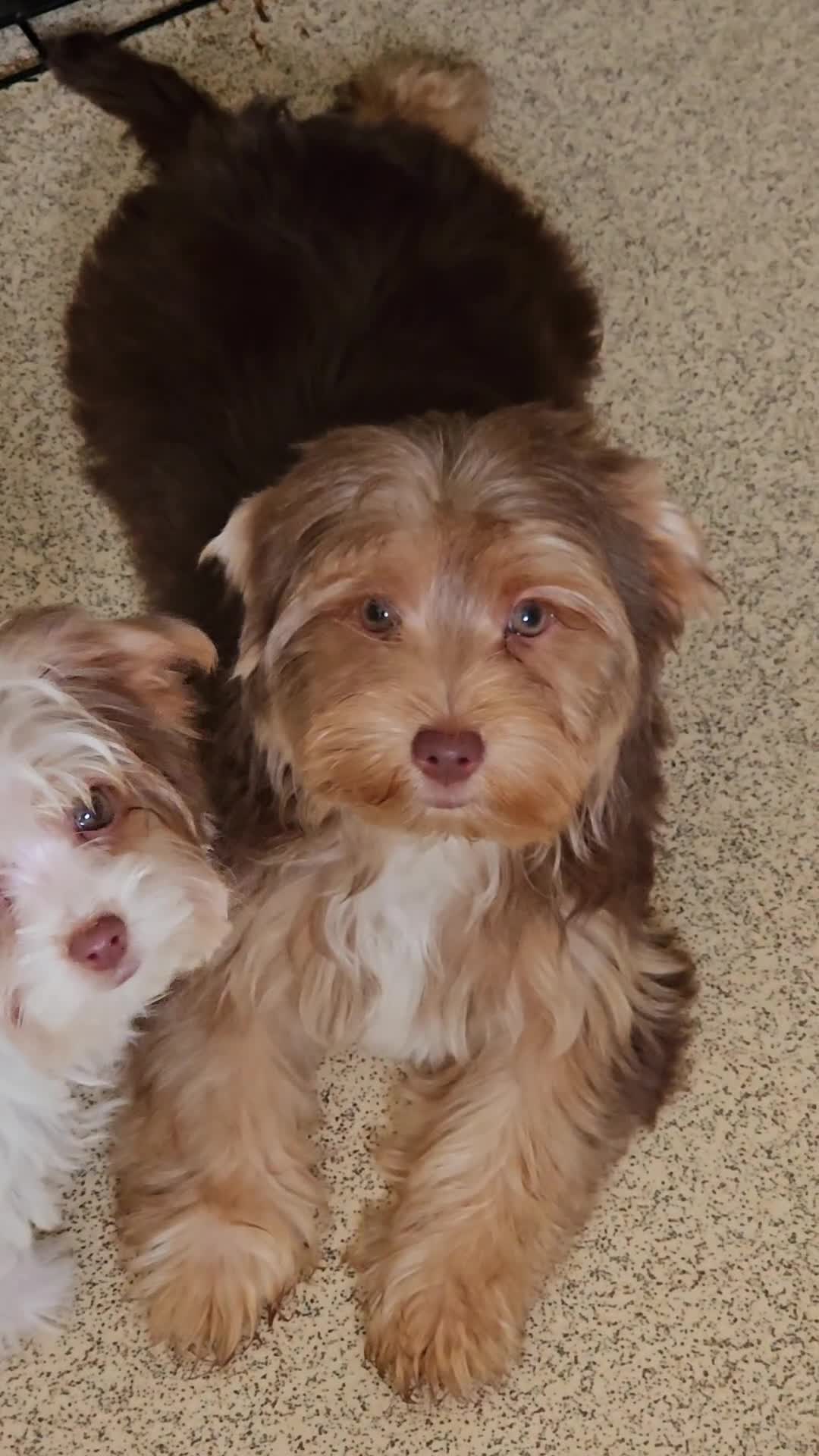 Yorkshire Terrier dogs for sale: DNA tested parents - Yorkie puppies  - Video 3