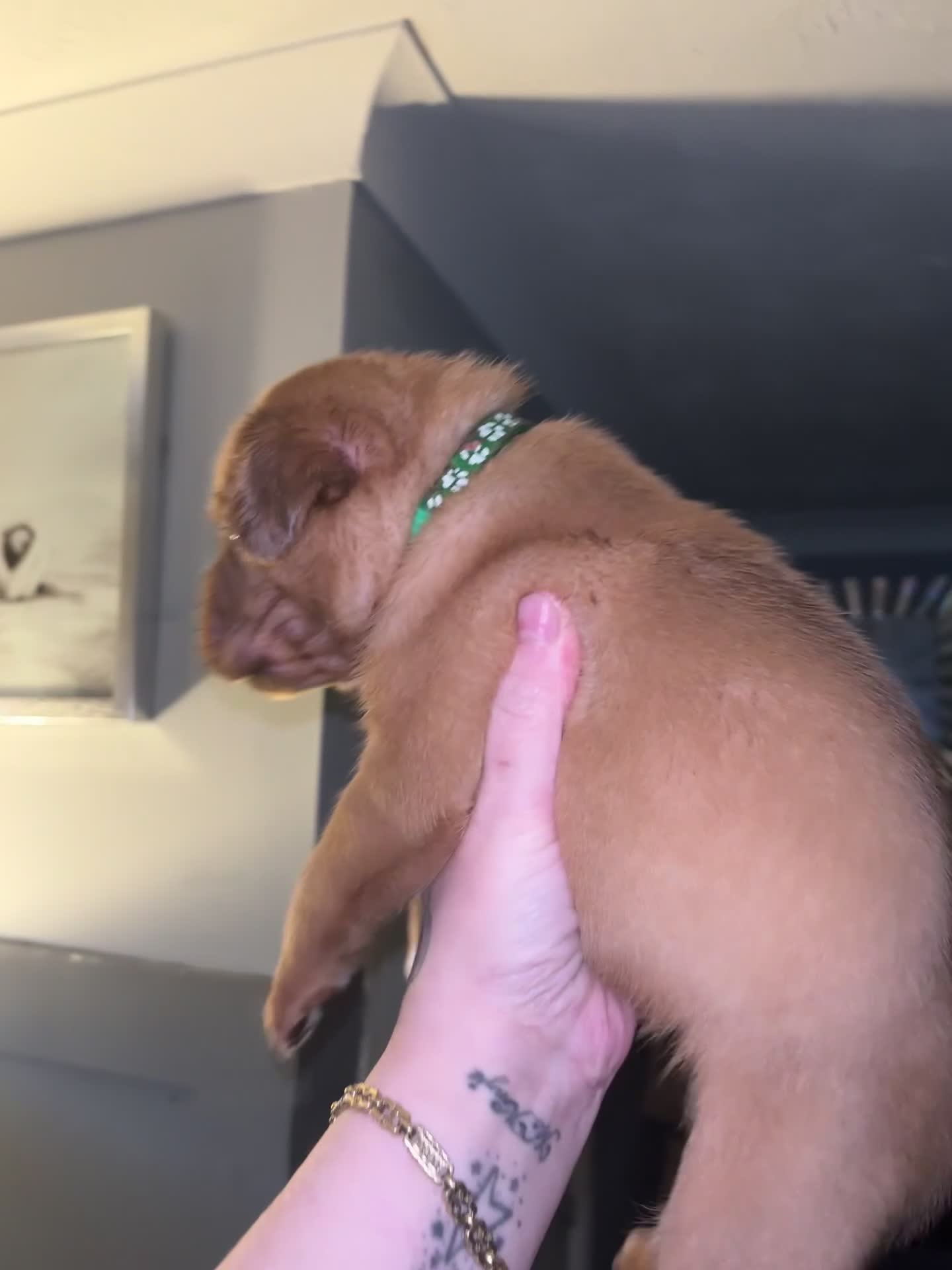 Dogue De Bordeaux dogs for sale: Quality Dogue De Bordeaux puppy’s  - Video 2