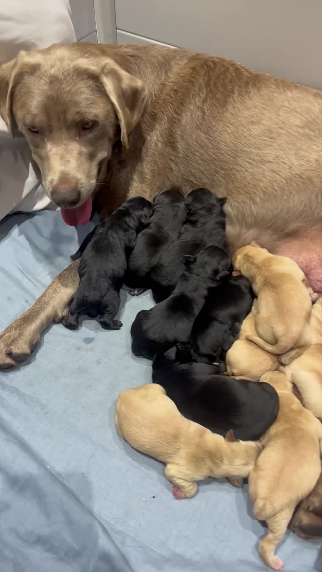 Labrador Retriever dogs for sale: New KC litter of Labradors just born VET approved - Video 2