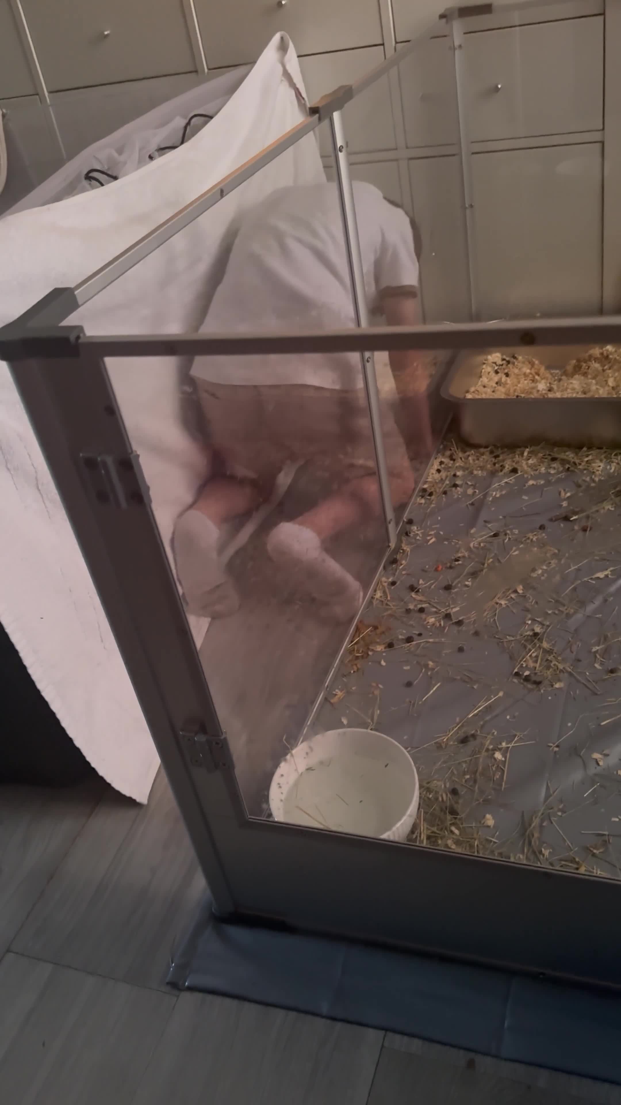 Mixed Breed rabbits for sale: Rabbits for sell. - Video 1