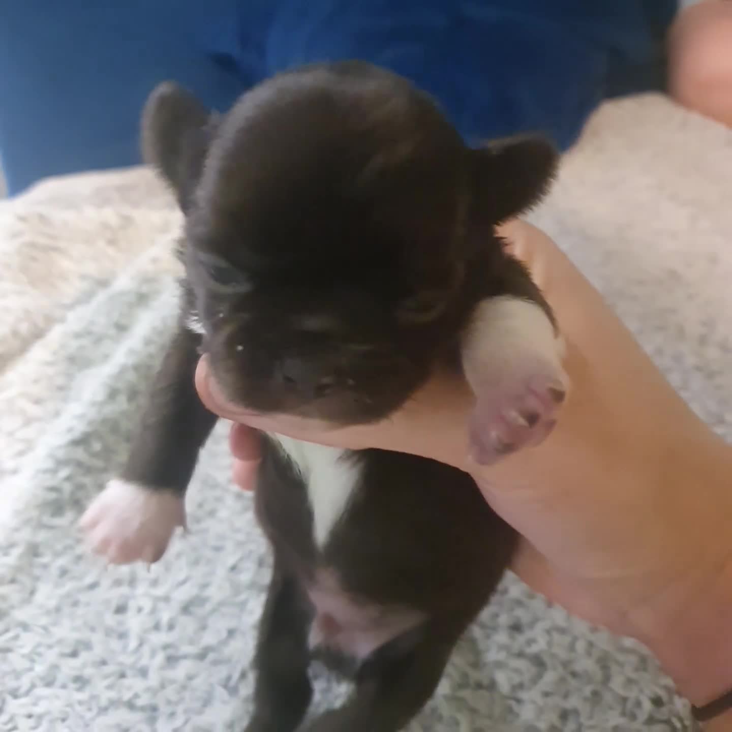 Chihuahua dogs for sale: Beautiful Long-Haired Chihuahua Puppies - Video 1