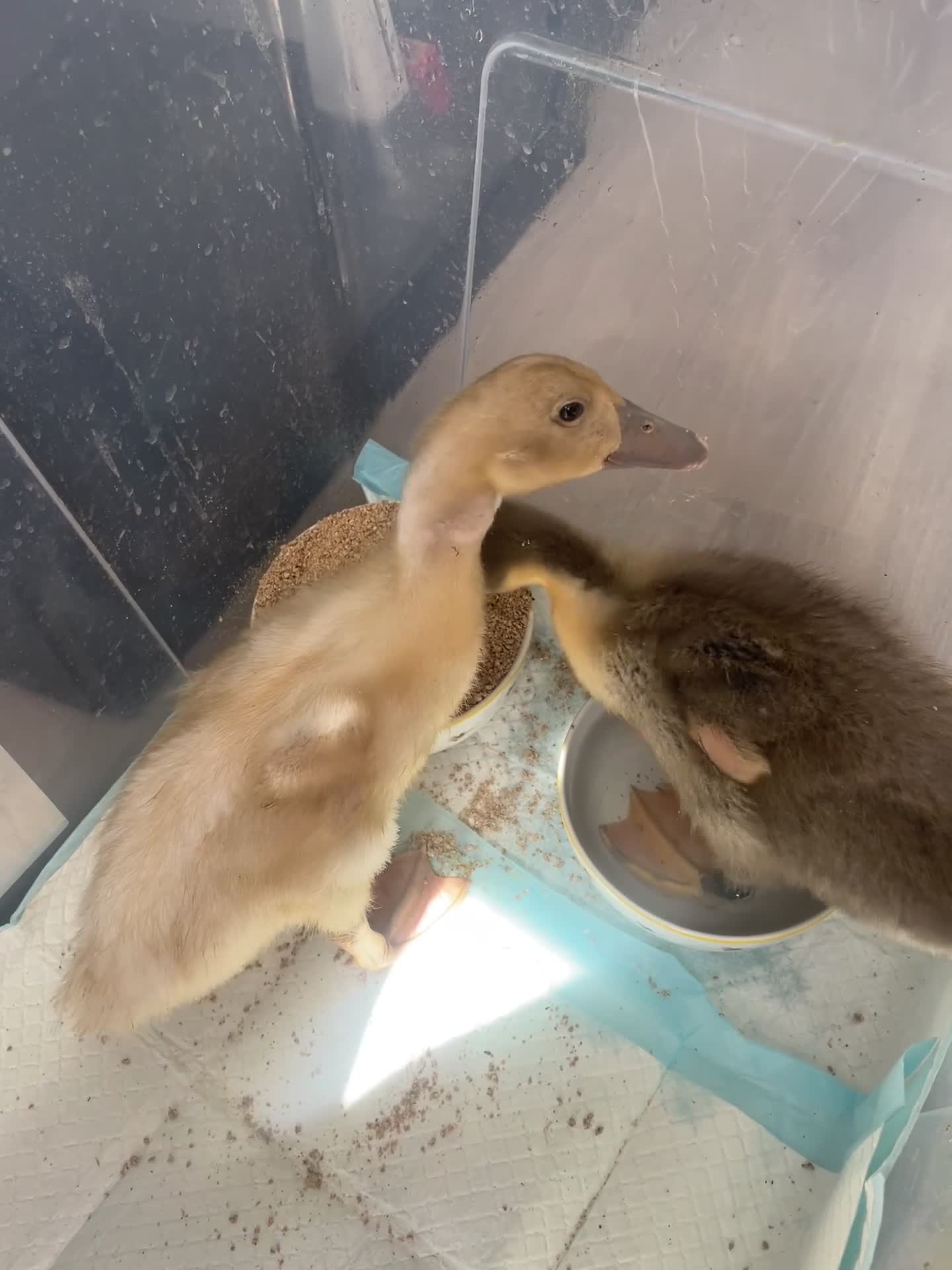 Ducks poultry for sale: Runner ducks  - Video 1