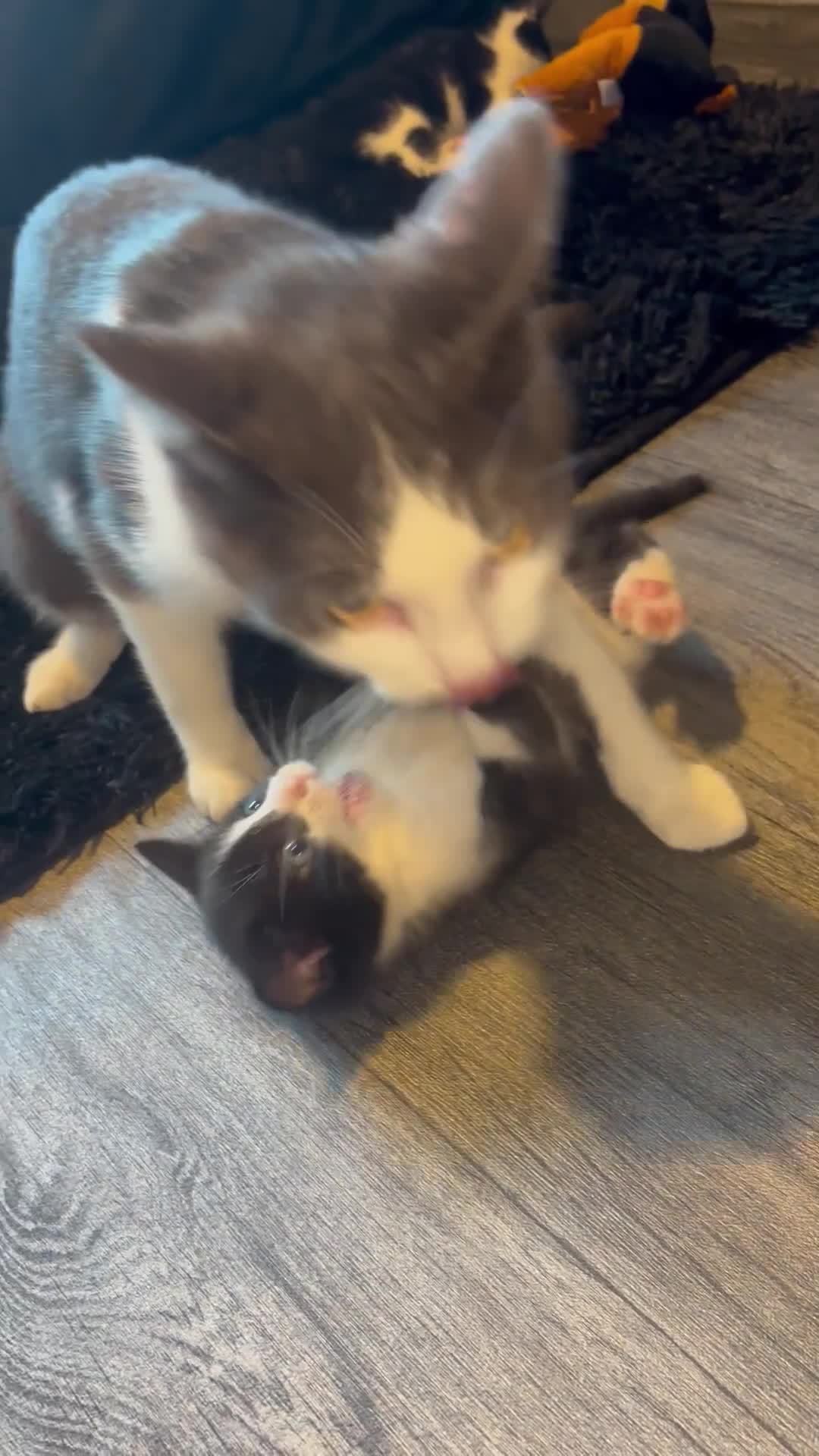Mixed Breed cats for sale: Adorable Bengal Mixed Kittens in Durham - Video 1