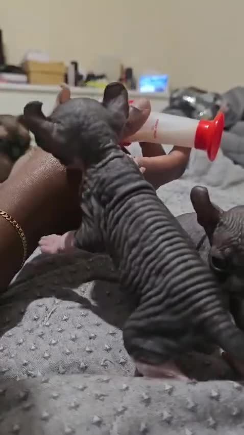 Sphynx cats for sale: Elf sphynx - Video 1