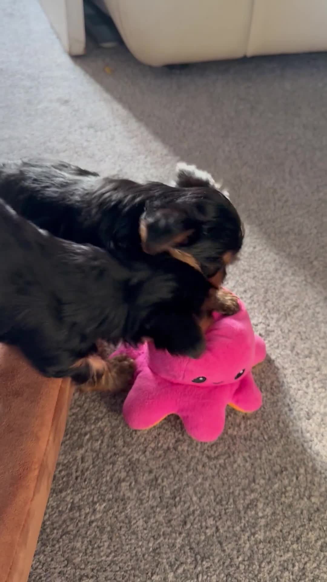 Yorkshire Terrier dogs for sale: Yorkshire Terrier puppies  - Video 1