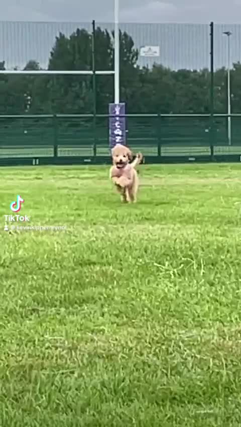 Cavapoochon dogs for sale: Cavapoochon female 3 years old  in Warrington - Video 2