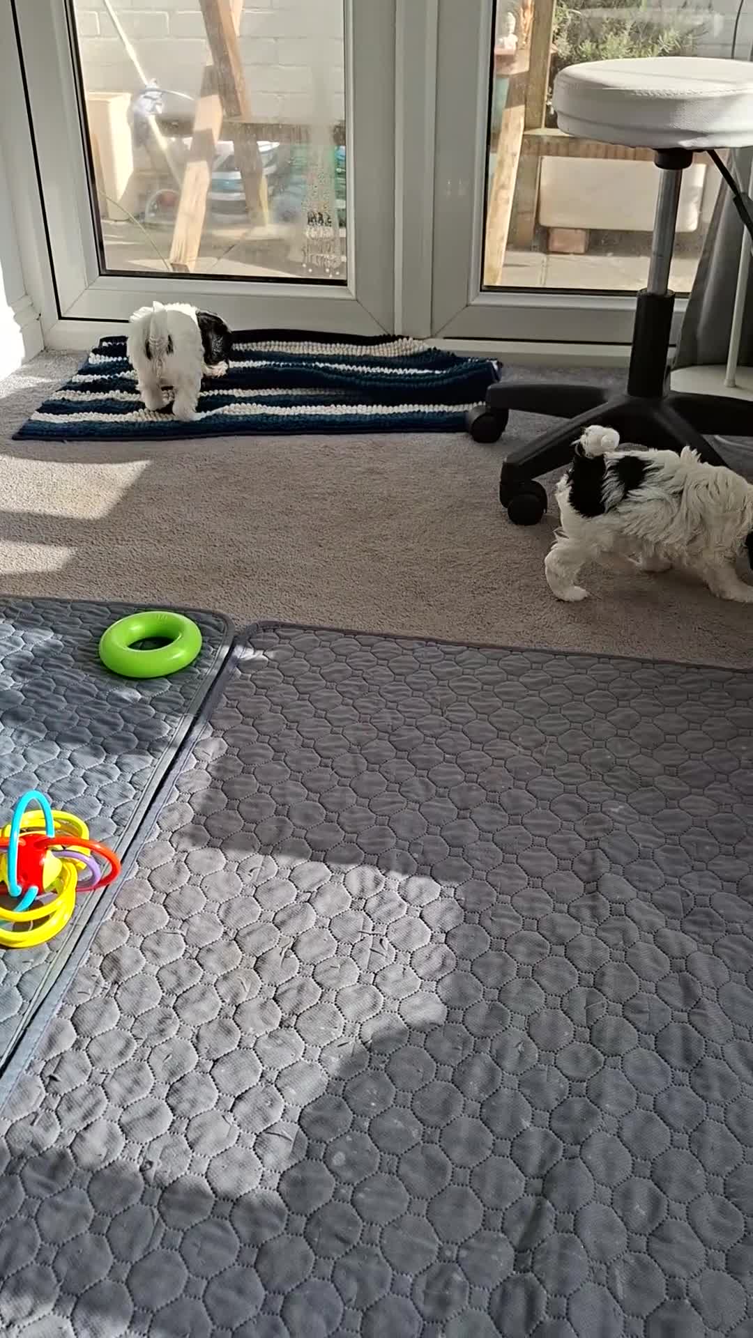 Mixed Breed dogs for sale: Lakeypoo puppies - Video 2