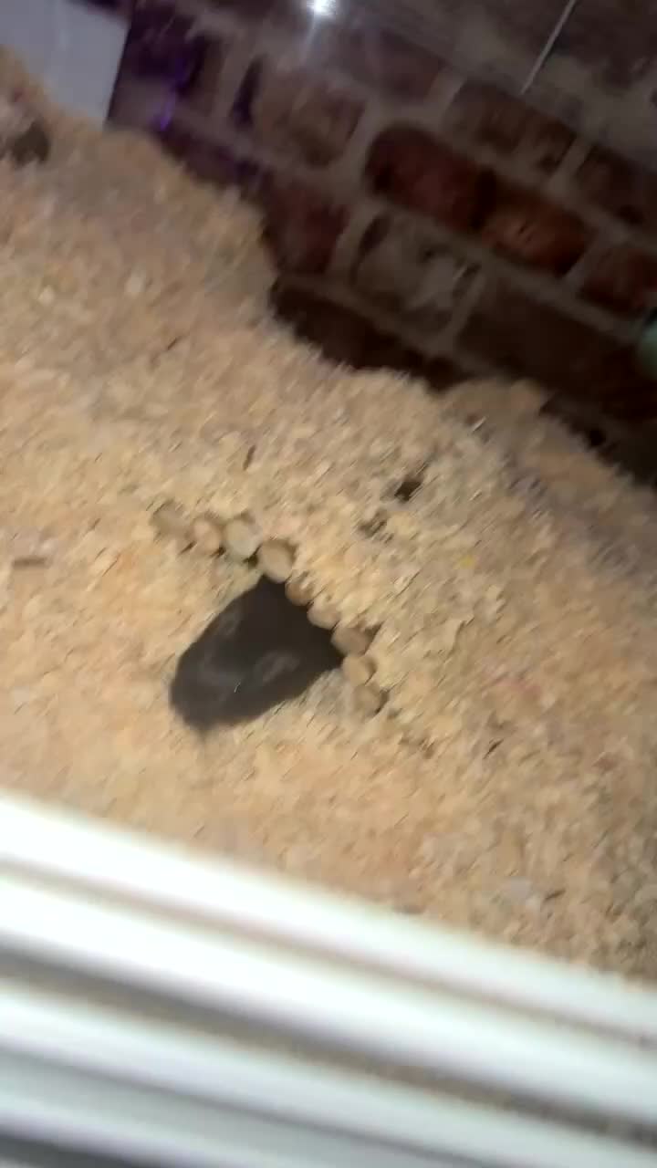 Gerbil rodents for sale: gerbils for sale - Video 1
