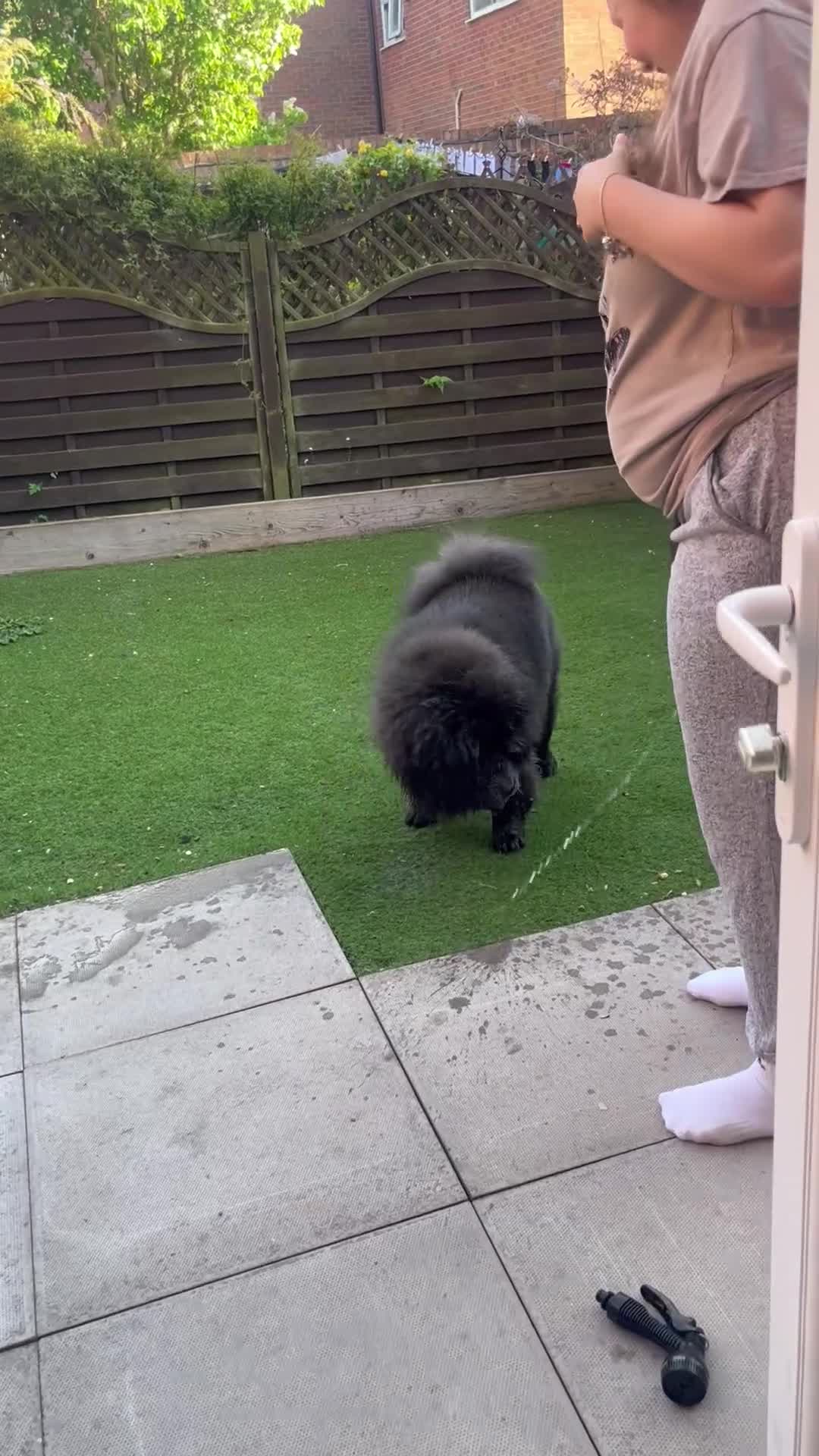 Chow Chow dogs for stud: Chow Chow For Stud - Video 1