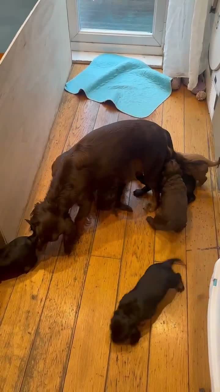 Cocker Spaniel dogs for sale: Working cocker spaniel puppies for sale - Video 3