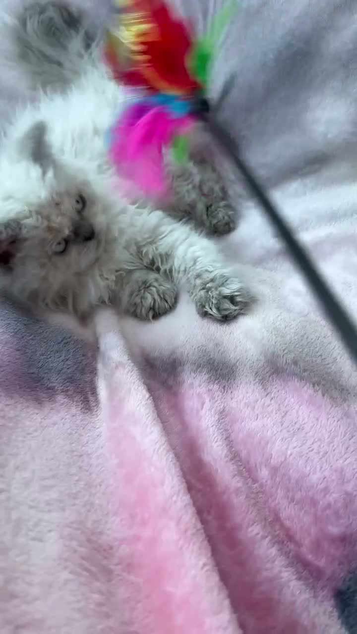 Selkirk Rex cats for sale: Two kittens left  - Video 2