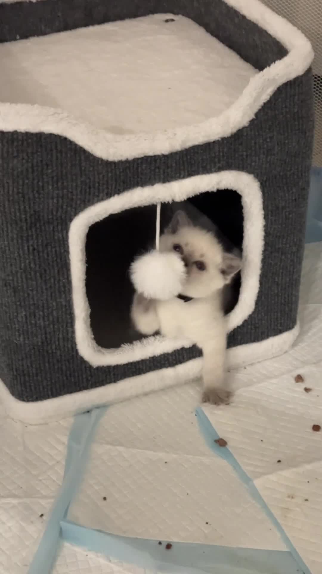 Mixed Breed cats for sale: Beautiful Ragdoll x BSH Kittens – 4 Available - Video 2