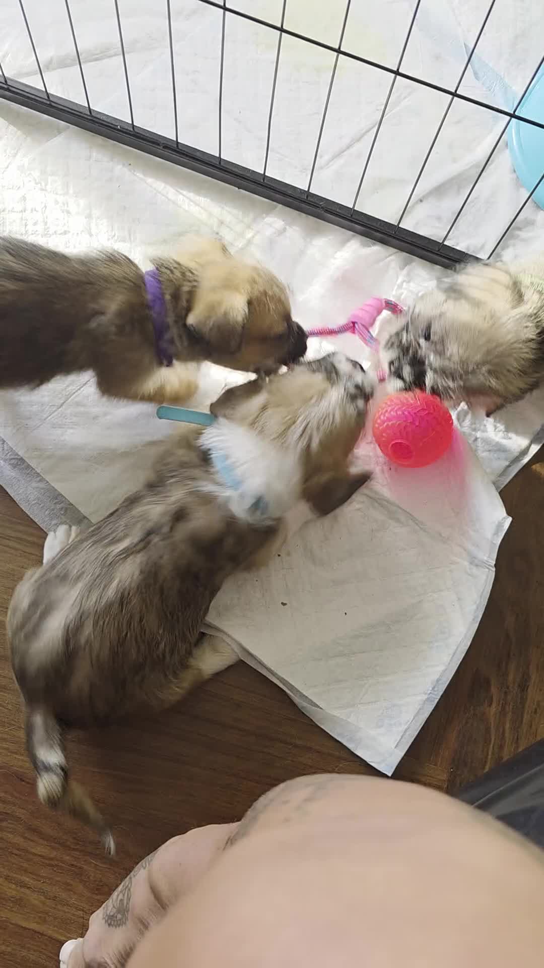 Mixed Breed dogs for sale: Reduced French bulldog x pomeranian pups 8 wks  - Video 2