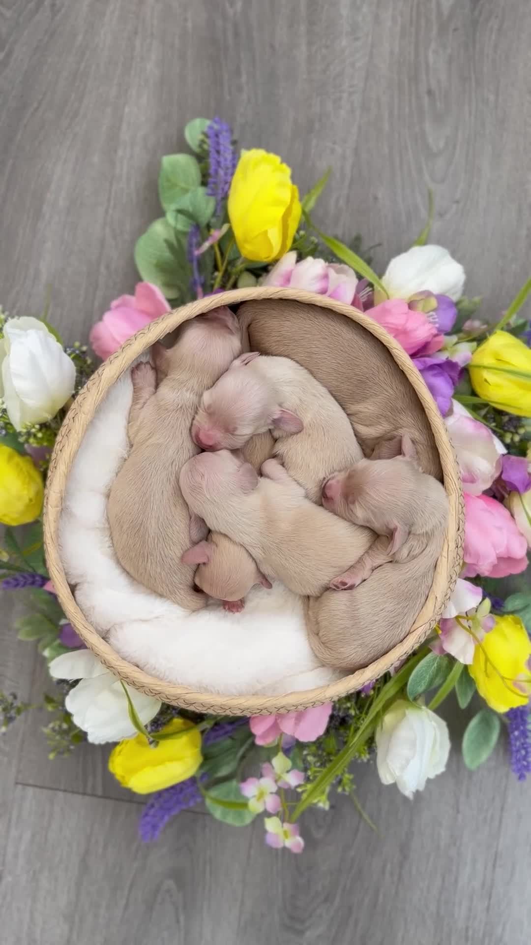 Miniature Dachshund dogs for sale: KC Cream Longhair Miniature Dachshund Puppies - Video 2