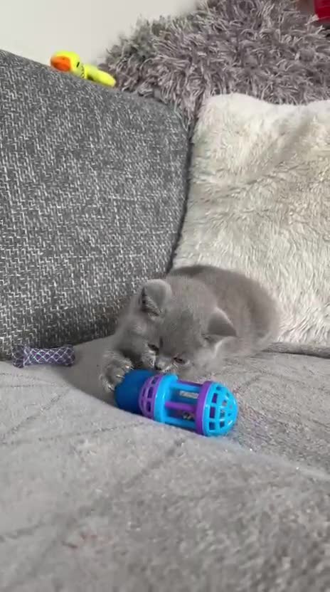 British Shorthair cats for sale: Gorgeous BSH female kittens for sale - Video 4
